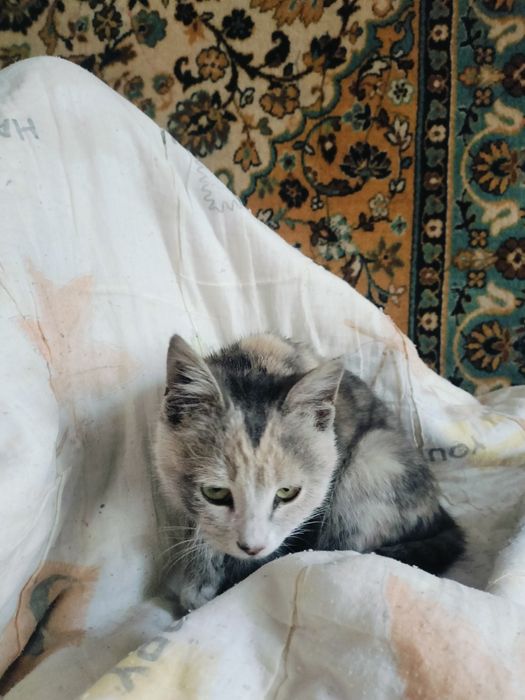 Пушистый которебенок ищет родителей