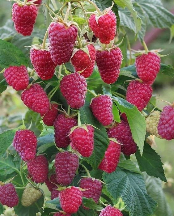 Arbuști Fructiferi (Zmeur rosu )