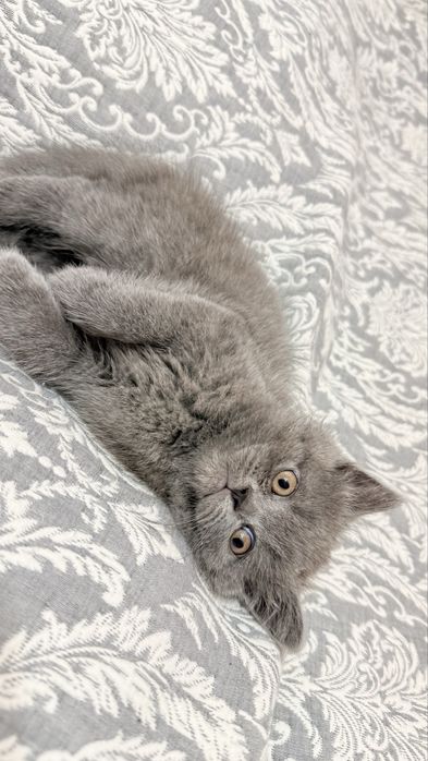Британские котята