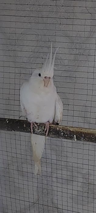 Карелла Дубай и простой