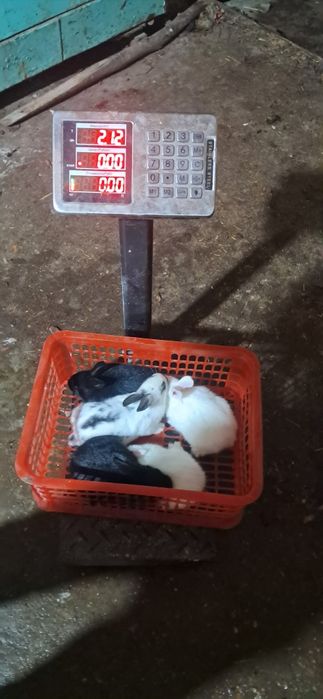 Quyon bolalari toza falndr