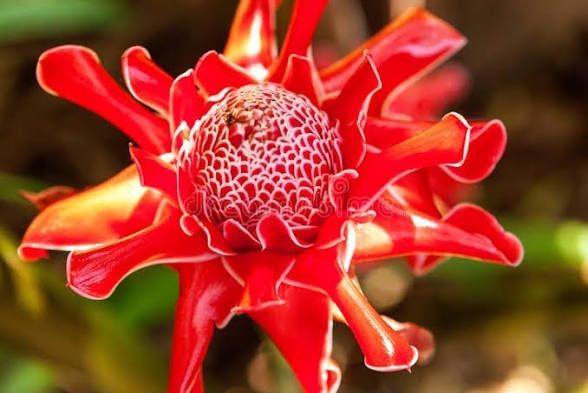 Ginger Blossom арома масло для аромадиффузор