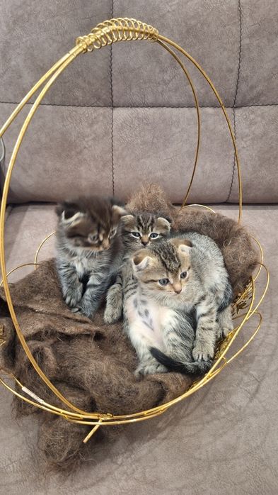 продаём котят скоттиш-фолд