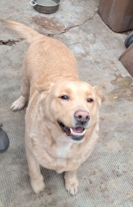 Donez Labrador Retriver Femela