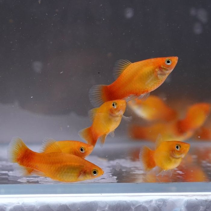 Akvarium uchun baliq Platiya