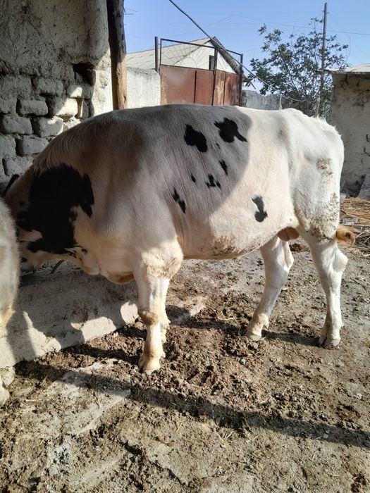 Парода Навос сотилади