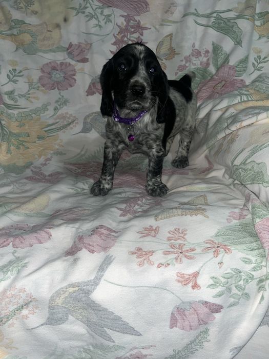 Русский охотничий спаниель