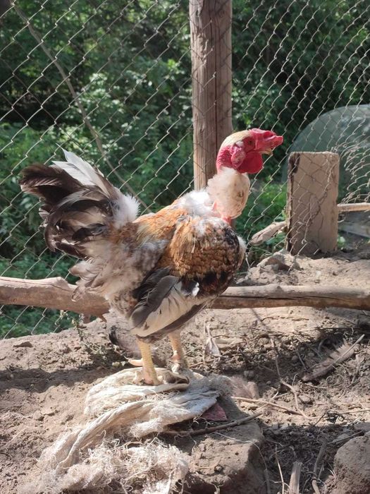 Петух голошейка 2.5-3 года