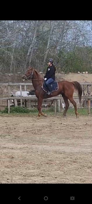 De vînzare iapa pursinge arab