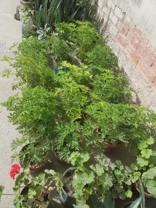 тувак гуллари ва бог гуллари