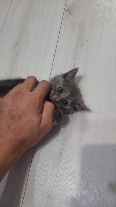 Котенок девочка.