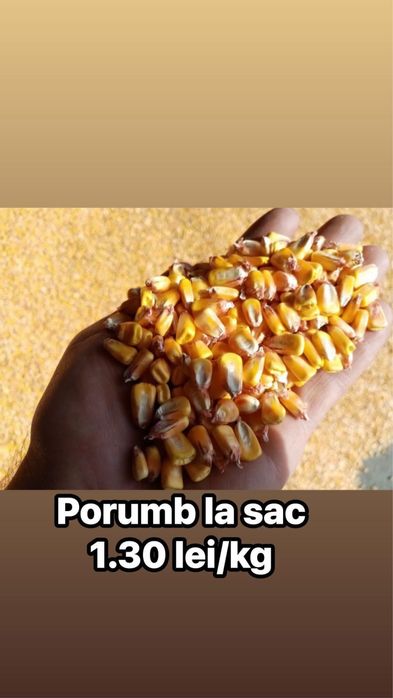 Porumb si grau la sac