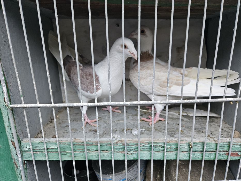 Porumbei voiajori capaciti pe rosu