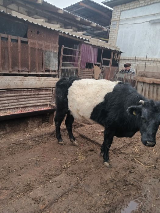 Семіз сиыр сатылады.