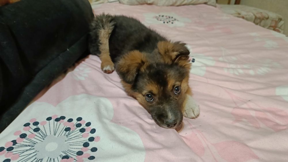 Ищем дом щеночку