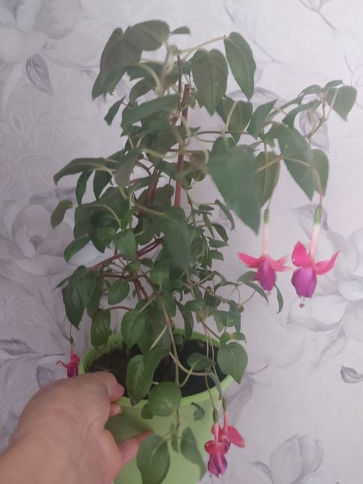 Фикусы и фуксии от 700тг