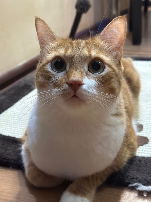 Отдам котика в добрые руки