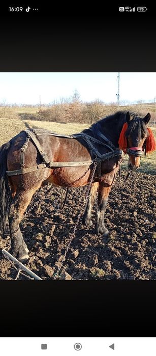 Vând manz de doi ani