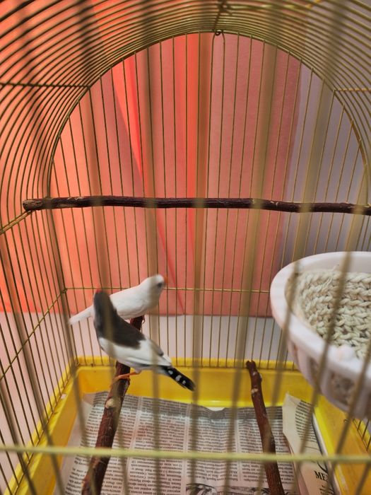 Птички амадины с клеткой