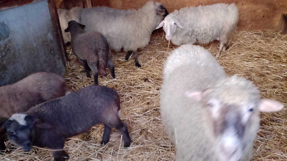 Vand berbeci de prasila tigae ruginie cap negru german si carabas.