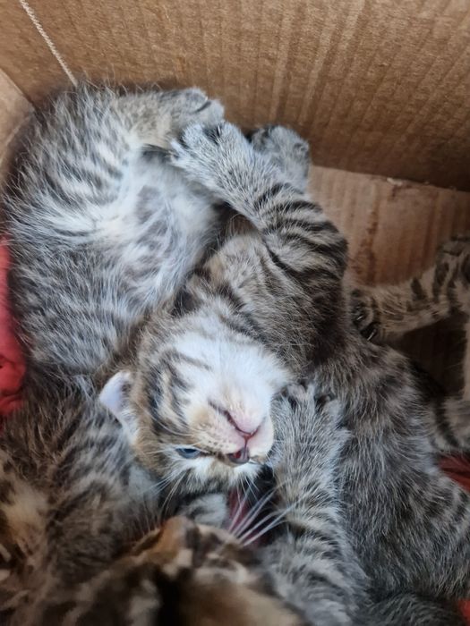Шотландские котята