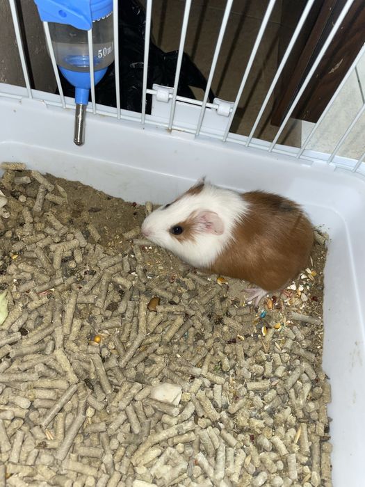 морская свинка