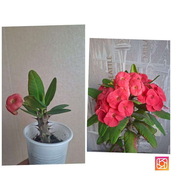 Продам комнатные цветы