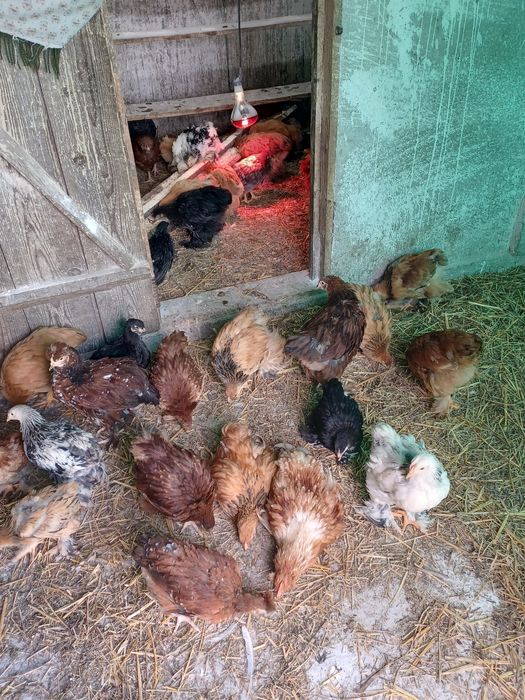 Vand pui brahma  varsta doua luni