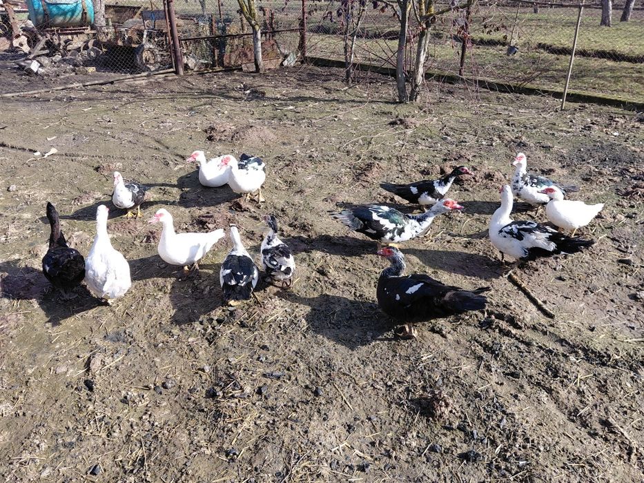 Rate si rățoi mute