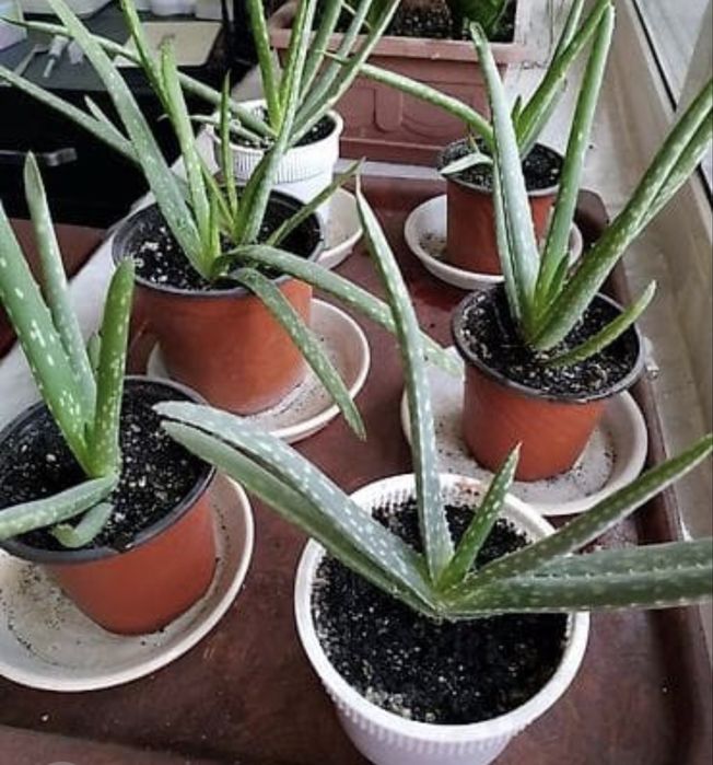 Комнатные цветы. Алое.