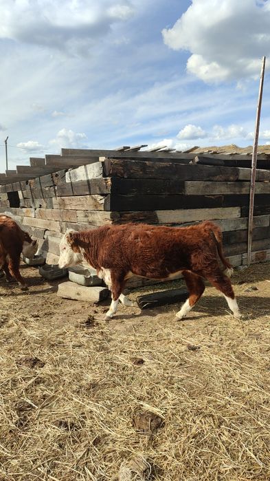 продам быка породы АК бас