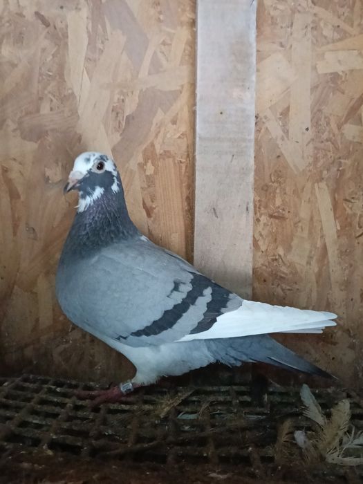 Porumbei voiajori sport