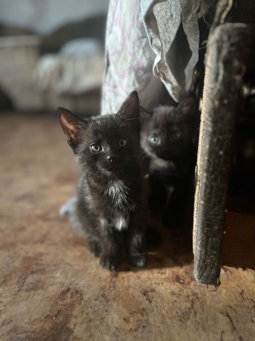 Котята бесплатно