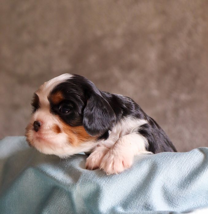 Малыши кавалер кинг чарльз спаниели