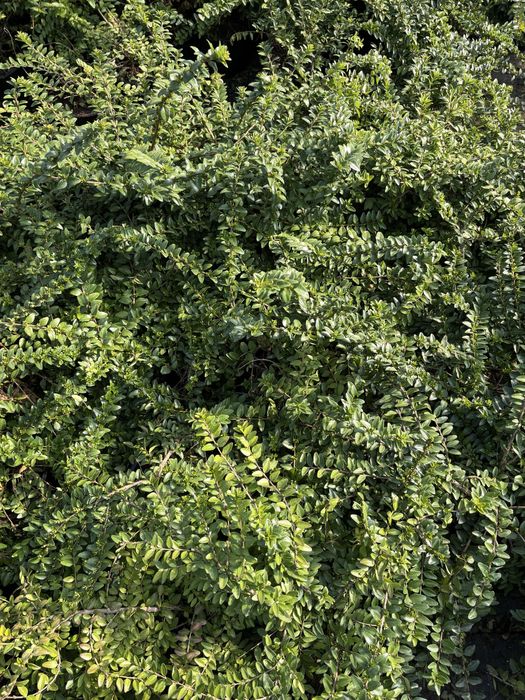 Lonicera Nitida gard viu