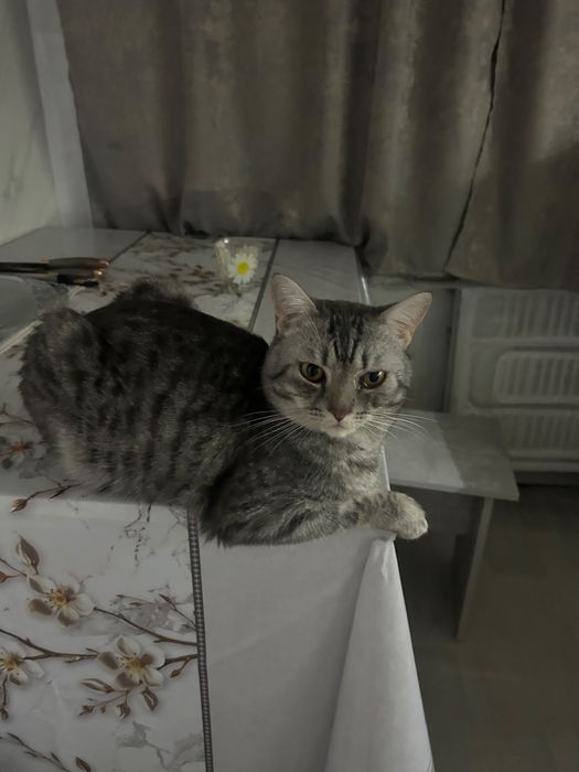 Вязка кота на дому