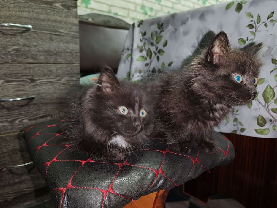 Отдадим в добрые руки