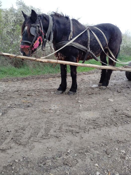 Vând iapa de 12 ani