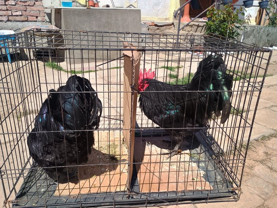 Cocos Australorp negru