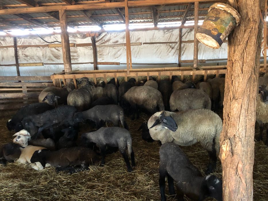 Oi si miei de vânzare