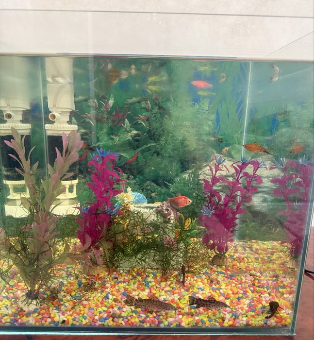 Продам аквариум с рыбами