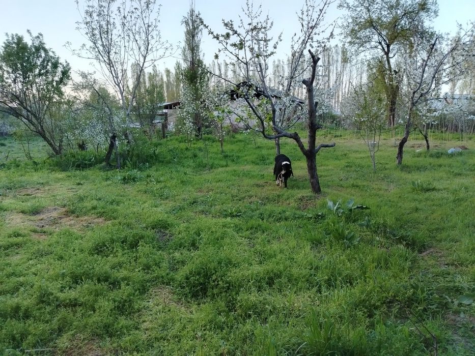 Участка сотилади СРОЧНО 4 СОТОК