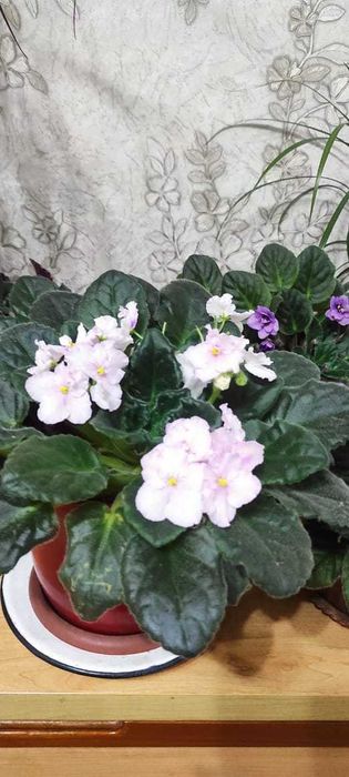 Продам красивые фиалки