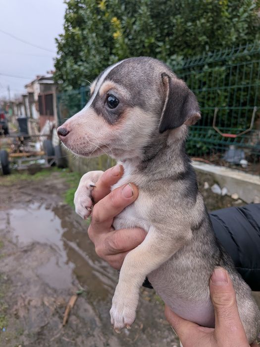 Женско кученце . На телефонния номер ще ви дадат повече информация
