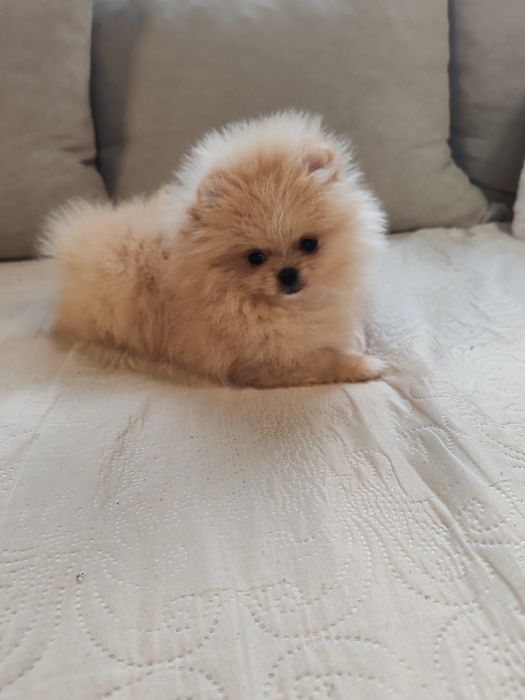 Померан мини мъжко