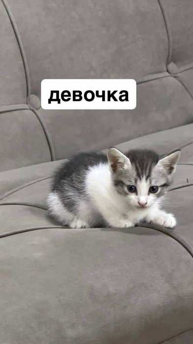 котята в хорошие руки
