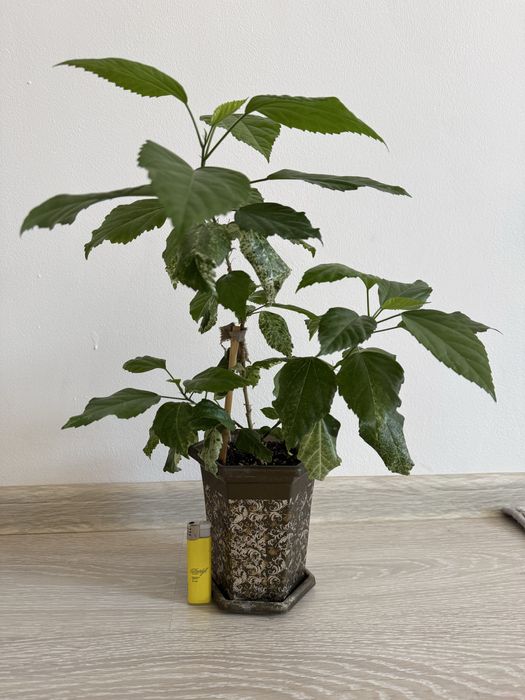 Гибискус розовый продам