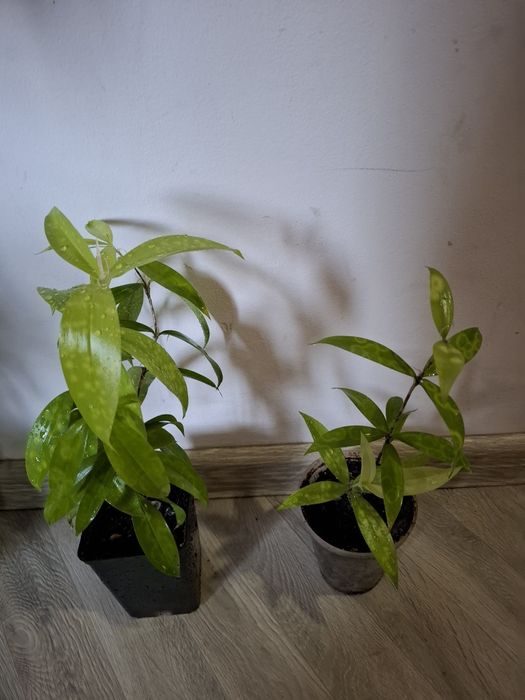 Солд сеффа бамбуковая драцена