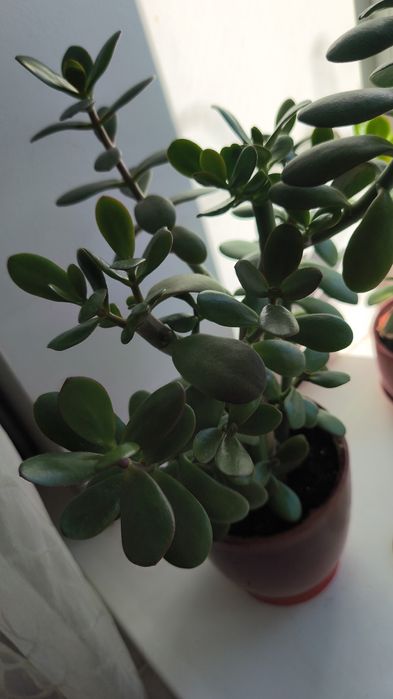 Продаются домашние цветы