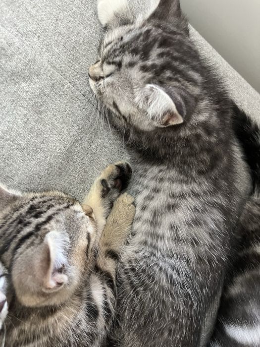 котята скоттиш страйт